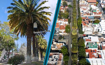 Realizan diagnóstico y tratamiento sanitario a palmeras canarias en avenida Madero