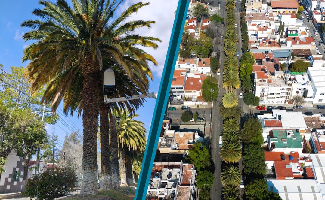 Para proteger el arbolado urbano | Fotos ayuntamiento de Pachuca