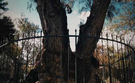 Conoce a Francisquito, el emblemático niño del árbol del Parque Hidalgo
