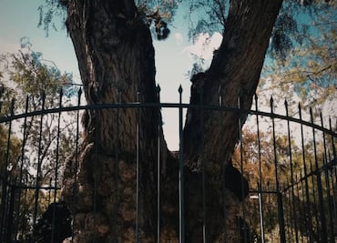 Conoce a Francisquito, el emblemático niño del árbol del Parque Hidalgo