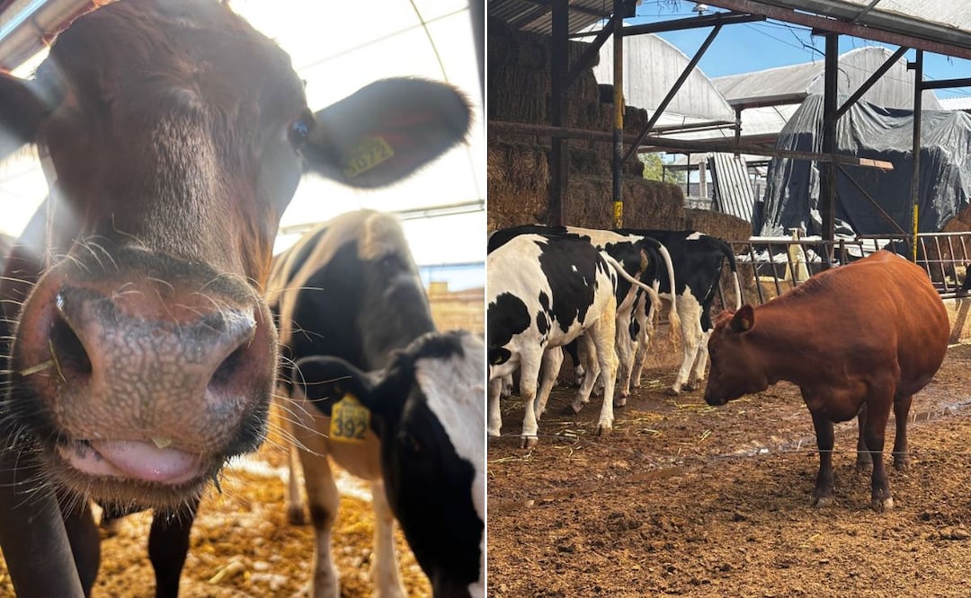 Tulancingo se adelanta a riesgos sanitarios en el campo | Fotos: ayuntamiento de Tulancingo