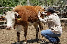 Suma Ixmiquilpan 4 casos confirmados de gusano barrenador
