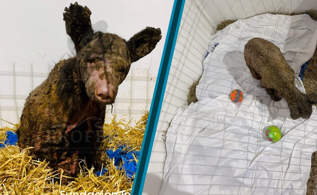 La osa Mina sigue demostrando su fuerza | Facebook: Fundación Invictus