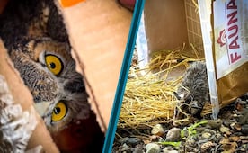 Liberan a 23 animales silvestres tras concluir su rehabilitación en Pachuca