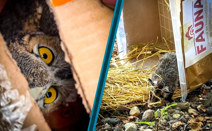 Liberan a 23 animales silvestres tras concluir su rehabilitación en Pachuca