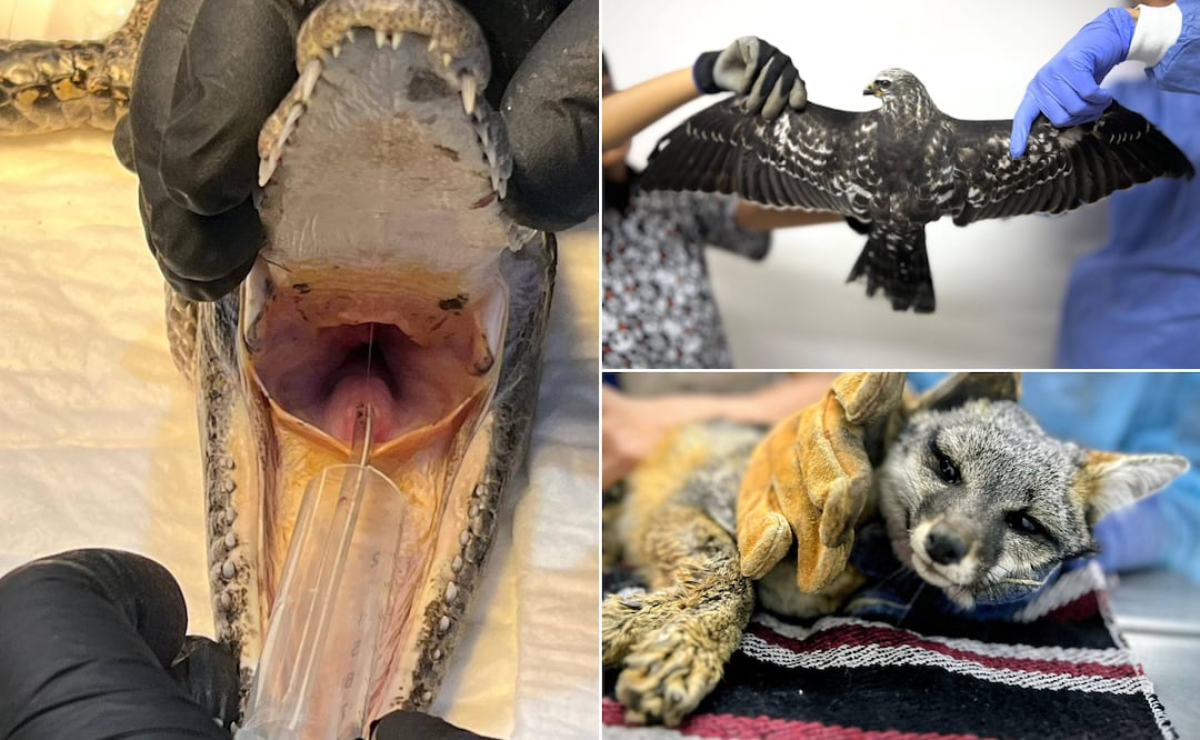 ¿Te interesa el cuidado y la recuperación de fauna silvestre? Facebook: Unidad de Rehabilitación de Fauna Silvestre Pachuca