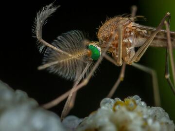 Huejutla registra nueve casos de dengue; intensifican medidas preventivas