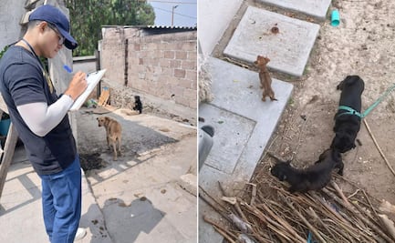 PGJEH recibe hasta siete reportes diarios por presunto maltrato animal en Hidalgo
