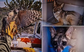 Regresan a la naturaleza 16 animales rescatados en Pachuca