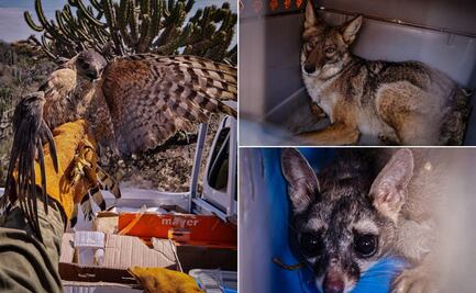 Regresan a la naturaleza 16 animales rescatados en Pachuca