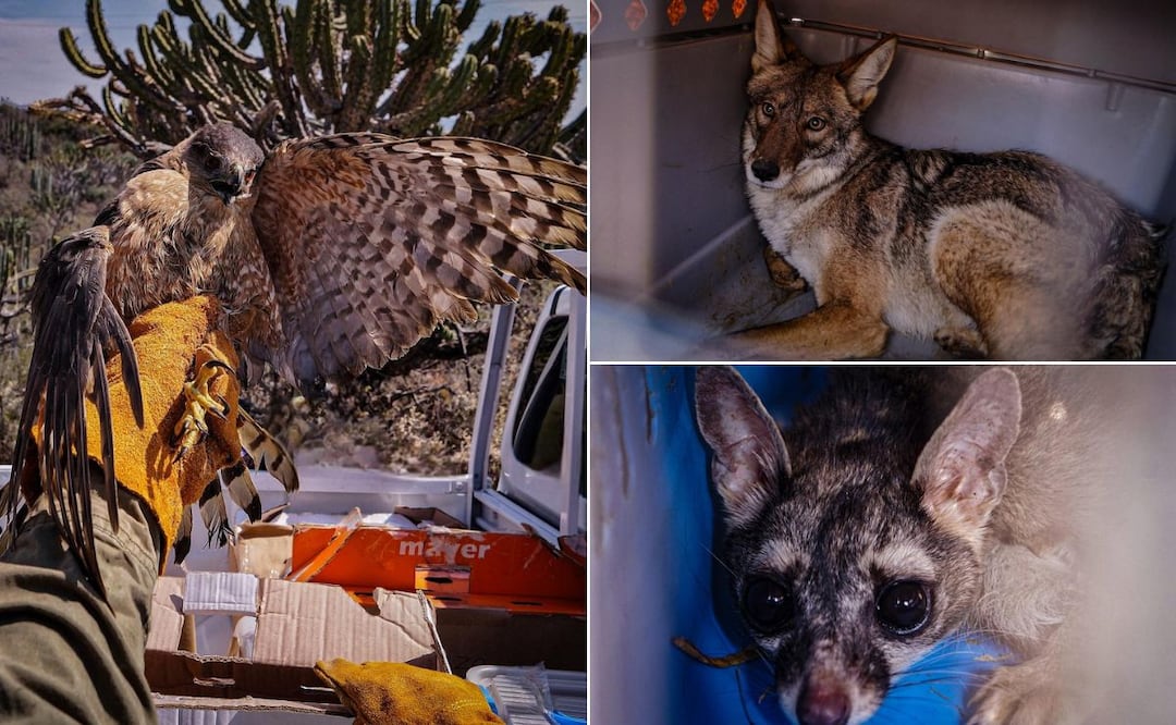 De rescate a libertad | Fotos: Unidad de Fauna