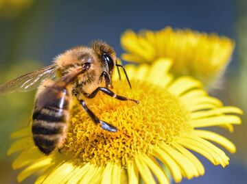 Capacitan a bomberos de Tulancingo para rescatar y reubicar enjambres de abejas