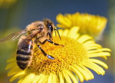 Capacitan a bomberos de Tulancingo para rescatar y reubicar enjambres de abejas