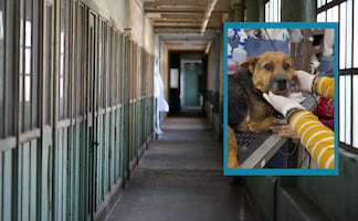 Vinculan a proceso a presunto agresor de ‘Rayito’ en Mineral de la Reforma