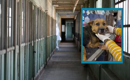 Vinculan a proceso a presunto agresor de ‘Rayito’ en Mineral de la Reforma