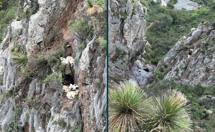 Rescatan a un grupo de perros en peñas de Pachuca