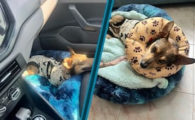 ¡Maylon vuelve a casa! El perro atropellado en Pachuca se reencuentra con Don Felipe