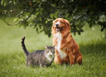 Hidalgo será sede del Taller Nacional de Esterilización Quirúrgica de Perros y Gatos