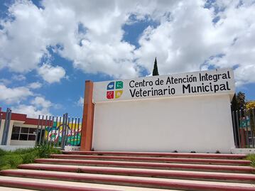 En Pachuca, 8 de cada 10 denuncias al CAIVM son por maltrato animal