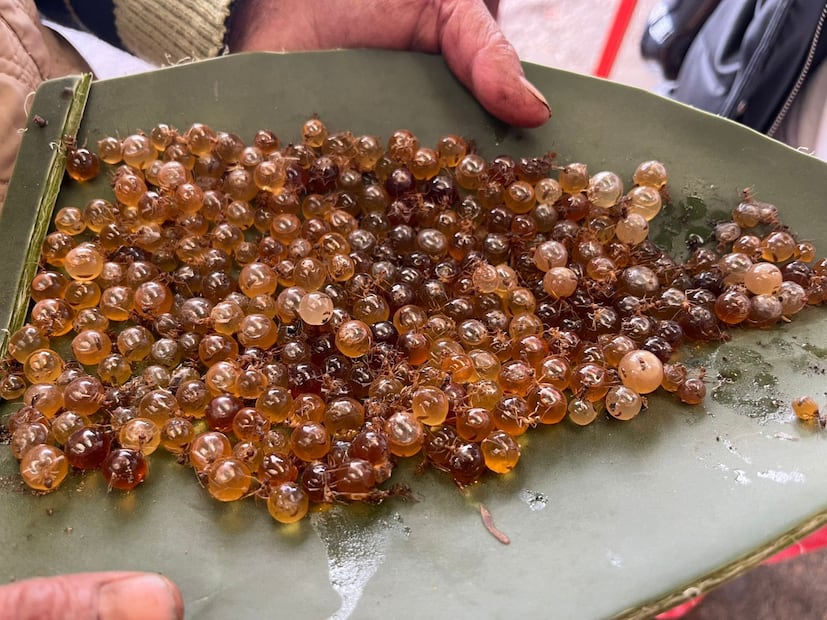 Los vinitos y vinguinas, como también se les conoce, son hormigas que recolectan miel y la depositan en su abdomen I Foto: Ricardo Calleja
