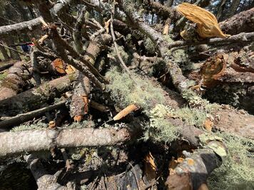 Por plaga, derriban casi 5 mil árboles en el Parque Nacional El Chico