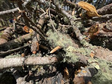 Por plaga, derriban casi 5 mil árboles en el Parque Nacional El Chico