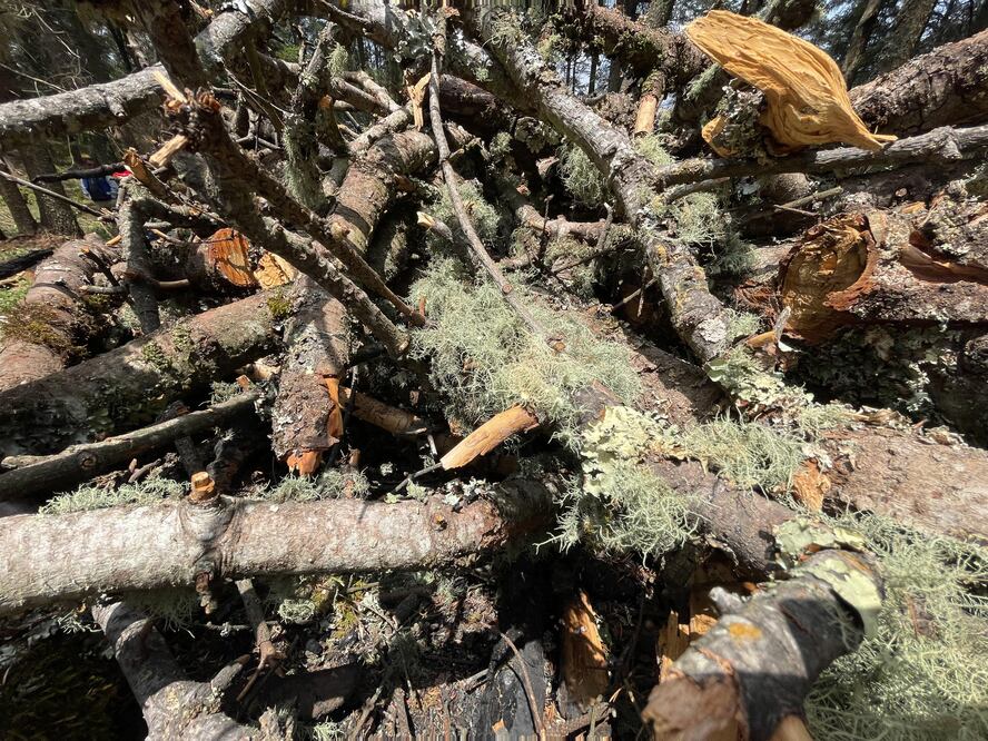 Derribaron 4 mil 853 árboles muertos en el Parque Nacional El Chico | Foto: Marco Carrillo