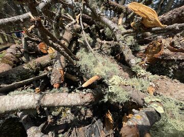 Por plaga, derriban casi 5 mil árboles en el Parque Nacional El Chico
