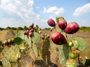 Desarrollan biofertilizante a base de nopal para agricultura sostenible en Hidalgo