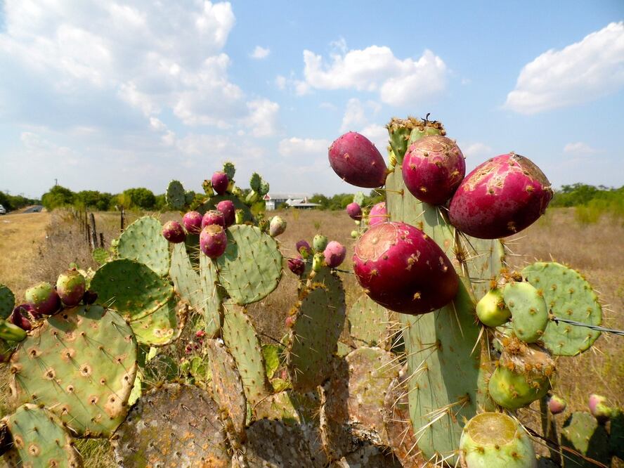 Esta tecnología patentada impulsa la agricultura sostenible en el Valle del Mezquital y la zona centro del país | Foto: UAEH