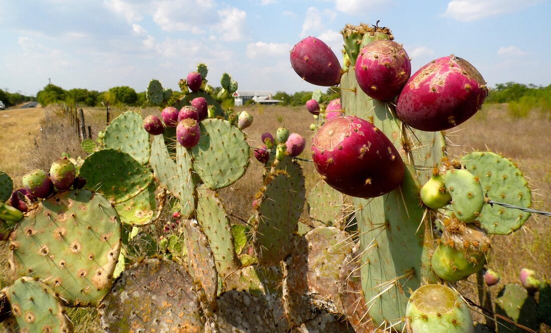 Esta tecnología patentada impulsa la agricultura sostenible en el Valle del Mezquital y la zona centro del país | Foto: UAEH