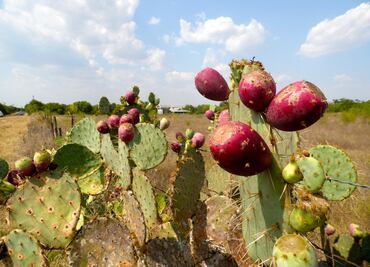 Desarrollan biofertilizante a base de nopal para agricultura sostenible en Hidalgo
