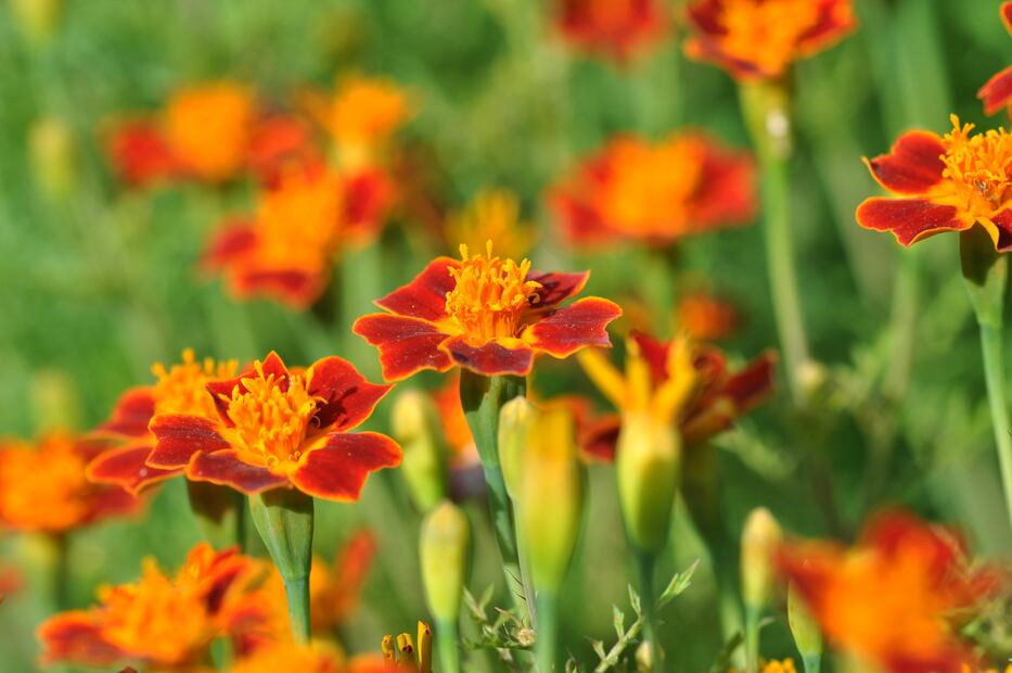 Tagetes tenuifolia | Foto: Wikimedia Commons