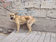 Rescatan a perrita abandonada en Pachuca; estaba amarrada y sin alimento