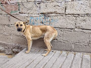 Rescatan a perrita abandonada en Pachuca; estaba amarrada y sin alimento