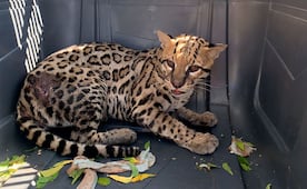 Trasladan a Pachuca a ocelote herido tras presunto atropellamiento en Oaxaca 