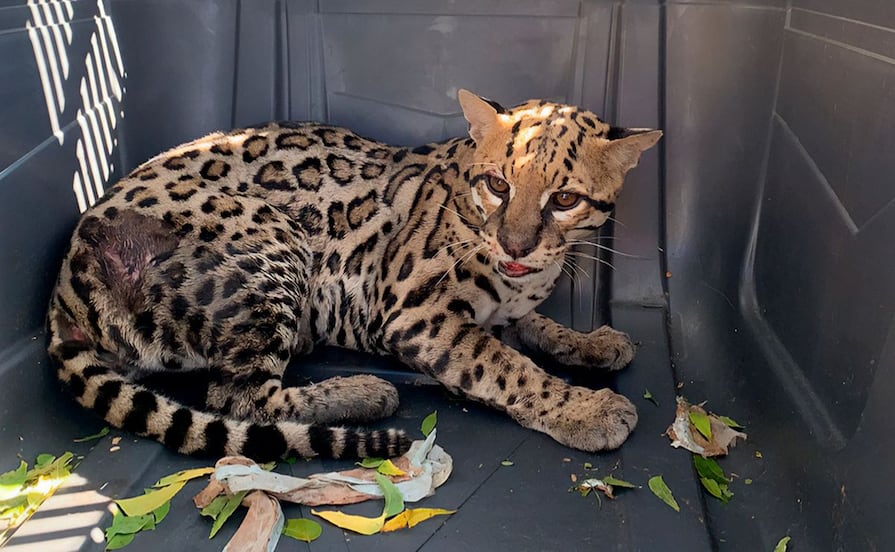 Trasladan a Pachuca a ocelote herido tras presunto atropellamiento en Oaxaca 