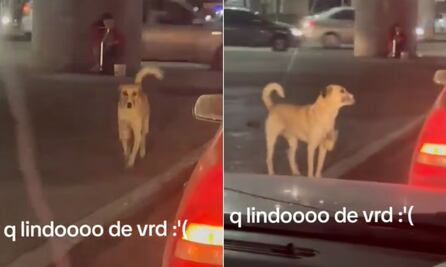 Perro ayuda a su dueña con discapacidad en SLP en semáforo