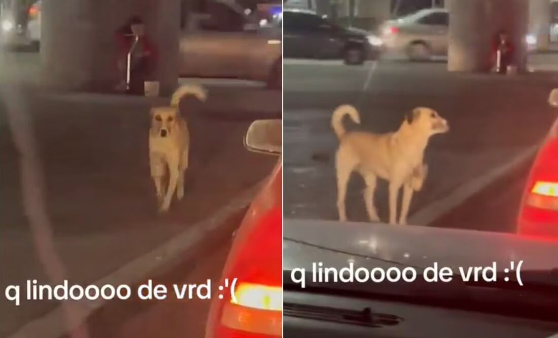 El video cuenta con 1.1 millones de reproducciones, más de 20 mil “likes” y varios comentarios por parte de usuarios de la red social | Captura de video