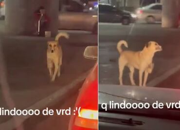 Perro ayuda a su dueña con discapacidad en SLP en semáforo