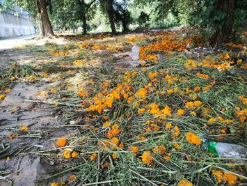 Pérdidas para comerciantes de flor foránea en Xantolo; prefieren cempoalxóchitl criolla en la Huasteca