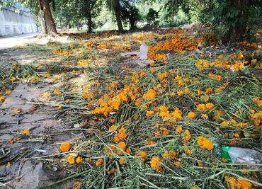 Pérdidas para comerciantes de flor foránea en Xantolo; prefieren cempoalxóchitl criolla en la Huasteca