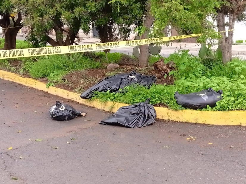 Aparecen al menos 10 perros muertos por presunto envenenamiento en El Huixmí, Pachuca | Foto: especial