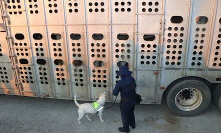 Emiten alerta por gusano barrenador en ganado importado a México; Sader establece medidas preventivas