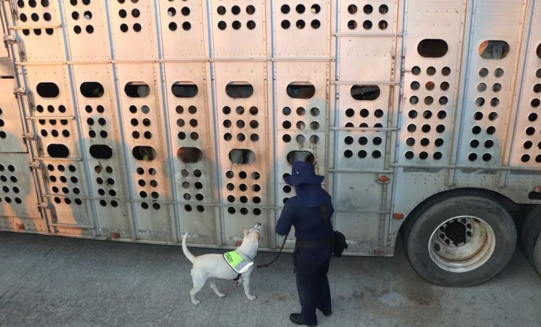 Esta tarde, emitieron alerta por gusano barrenador en ganado importado a México. Foto: Especial