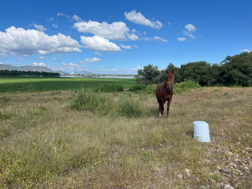 Foto: Ricardo Calleja