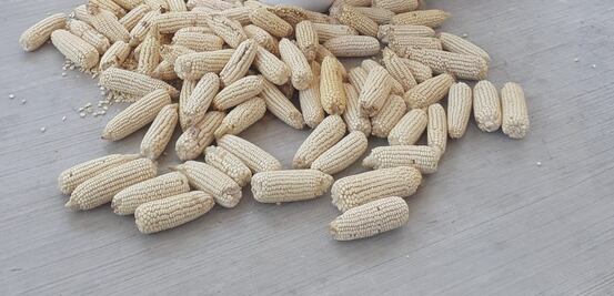 Celebran el Día del Trabajador Agrícola entre tradiciones y reclamos en el Valle del Mezquital