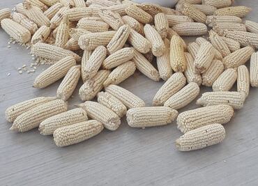 Celebran el Día del Trabajador Agrícola entre tradiciones y reclamos en el Valle del Mezquital