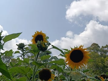 Tulancingo florece con la primera Feria del Girasol 2025