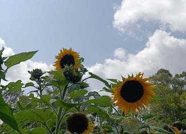 Tulancingo florece con la primera Feria del Girasol 2025